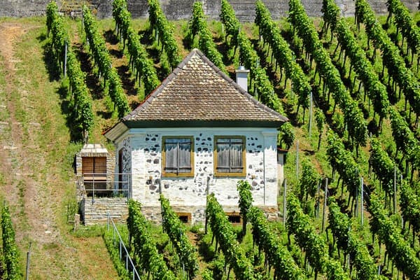 best midlife diets+housei+vineyard