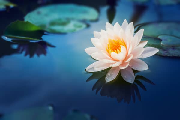 learning to meditate_lotus flower
