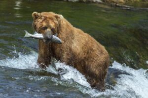 follow through+bear+salmon+success