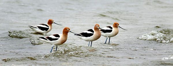 midlife transitions+american-avocets-shorebirds