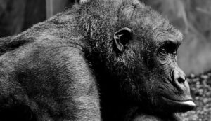 midlife loneliness+gorilla_featured