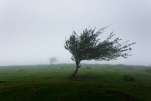 combat loneliness+lonely-tree-mahkeo-381006-unsplash