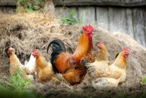 web news on successful aging+chickens