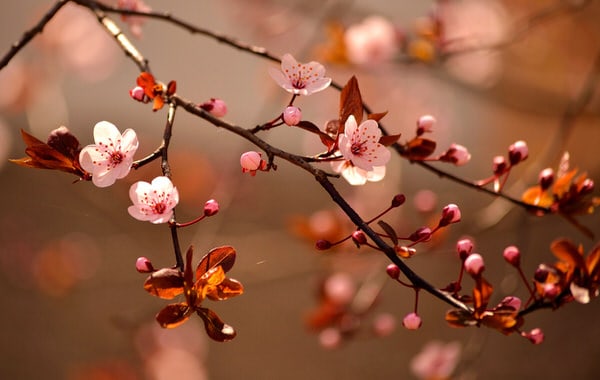 longevity economy+cherry-blossoms