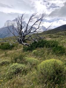 Midlife transition+burned-tree-Torres-del-Paine