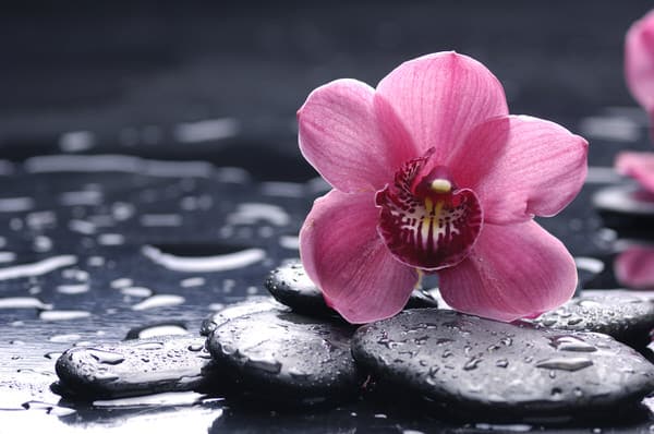 aging in place+pink-orchid