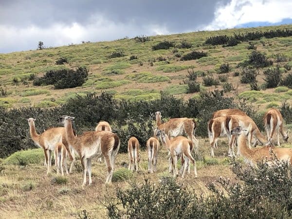 vacation with adult kids+guanacos