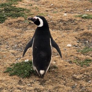 vacation with adult kids+penguin