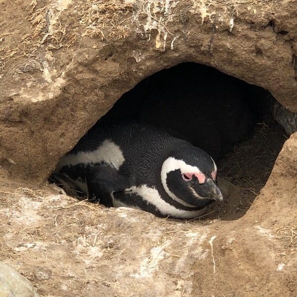 vacation with adult kids+penguin-nest