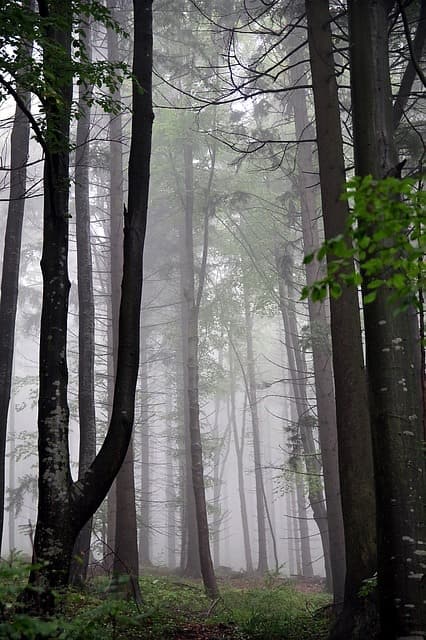 SAD and menopause+foggy-forest