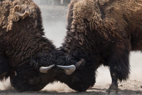 Sibling friction over elder care+bison-butting-horns