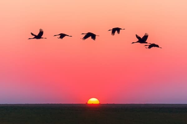 humor amid stress+birds-flying-sunset-ocean
