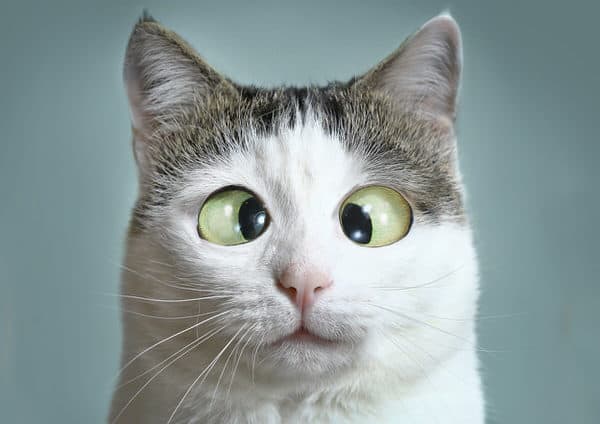 humor amid stress+cross-eyed-cat
