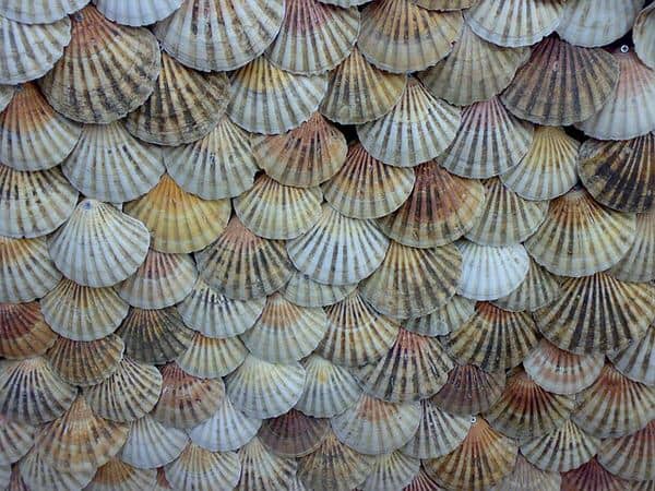 apply the enneagram+shells