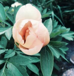 garden for health+peony