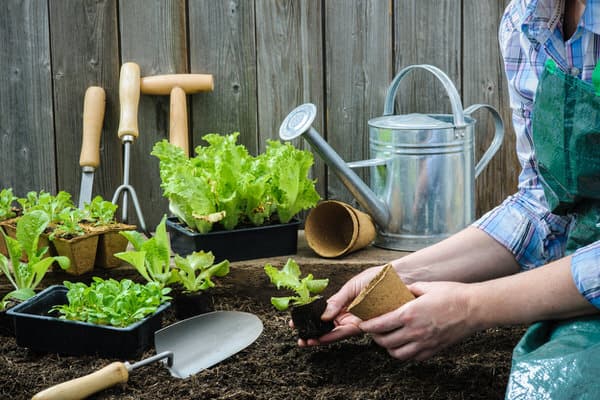 garden for health+repotting