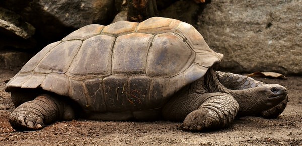 giant-tortoise
