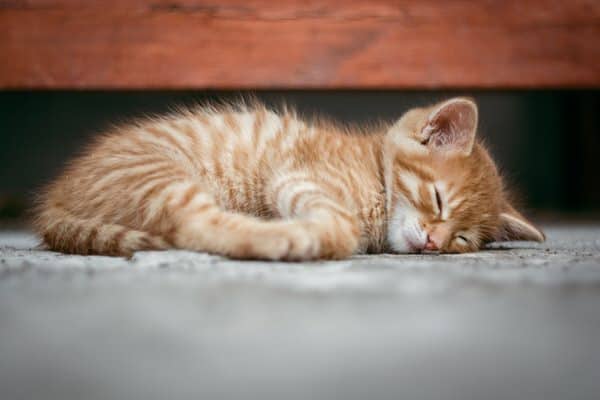 midlife hurry+kitten-sleeping