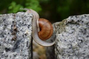 stand in the breach+snail-between-rocks