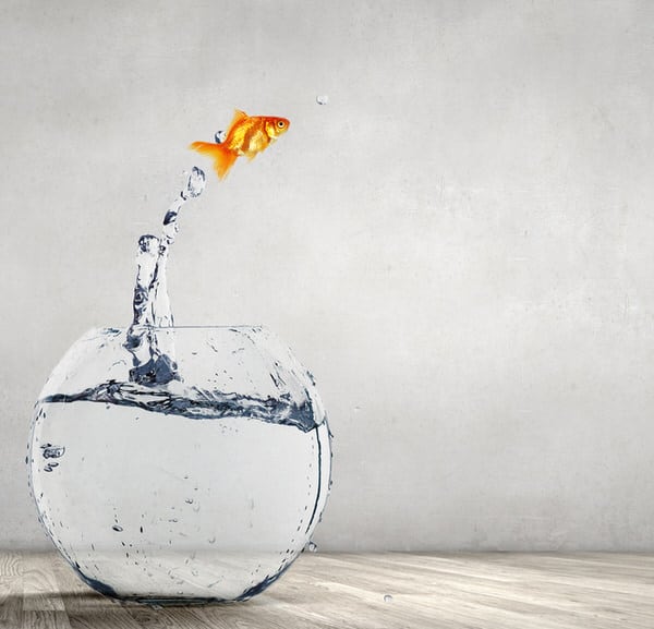 independence and safety+goldfish-leaping