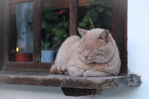 cat-on-windowsill
