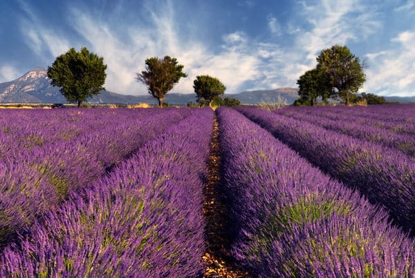lavender-field