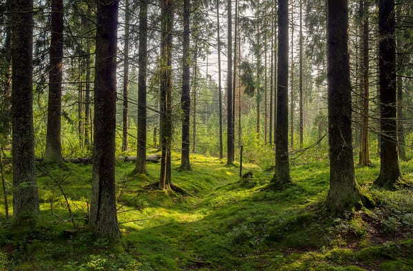 cant-see-the-forest-for-the-trees
