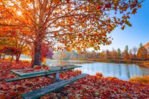 autumn-leaves-beautiful-daylight-pexels