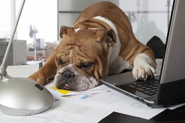 dementia and iPhone+tired-bulldog