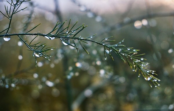 water-droplets-evergreen-branch